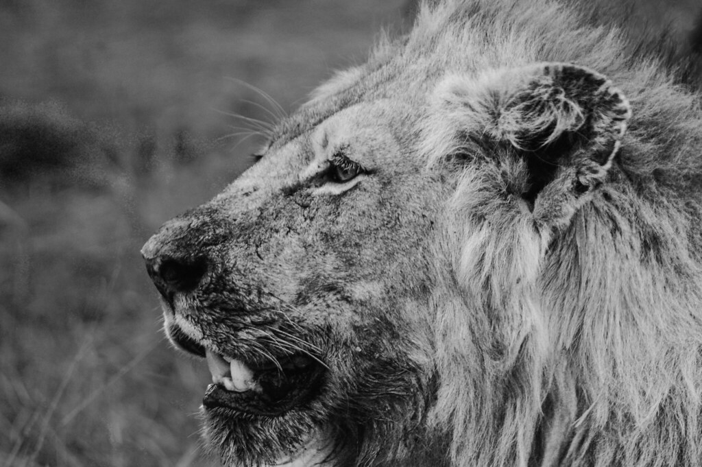 South Africa 4, photographed by Jeff Sallot